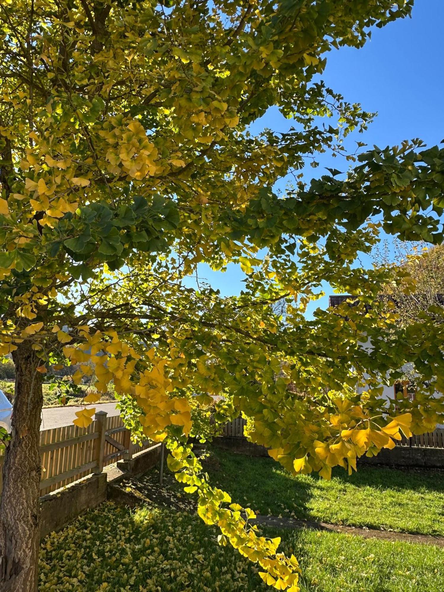 Ferienhaus Ginkgo Biloba Malsbenden Eksteriør billede